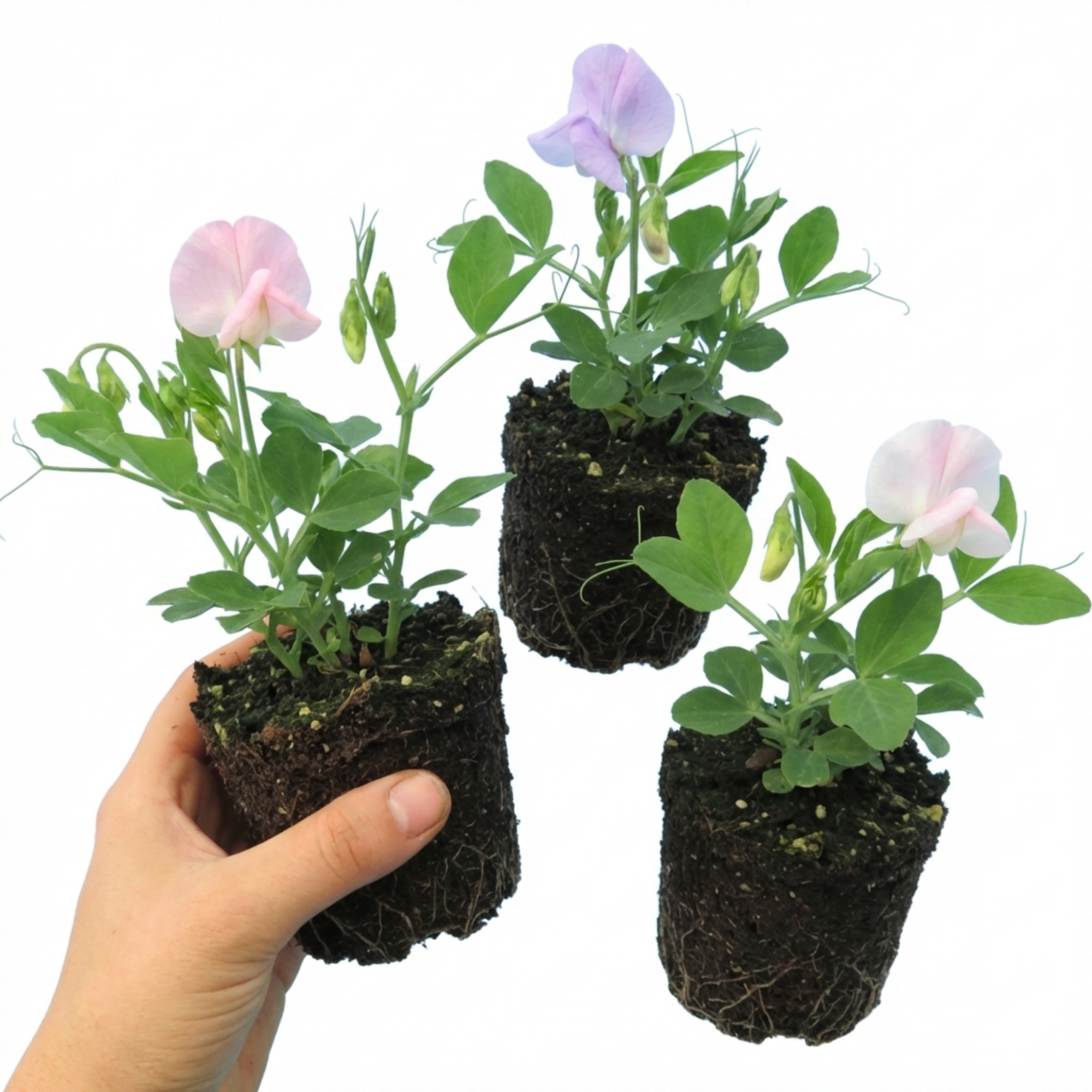 Sweet Pea 'Growers Colour Mix' — Hardy Annual Climber, Bee-Friendly, 10.5cm Pot (Set of 3 or 6)