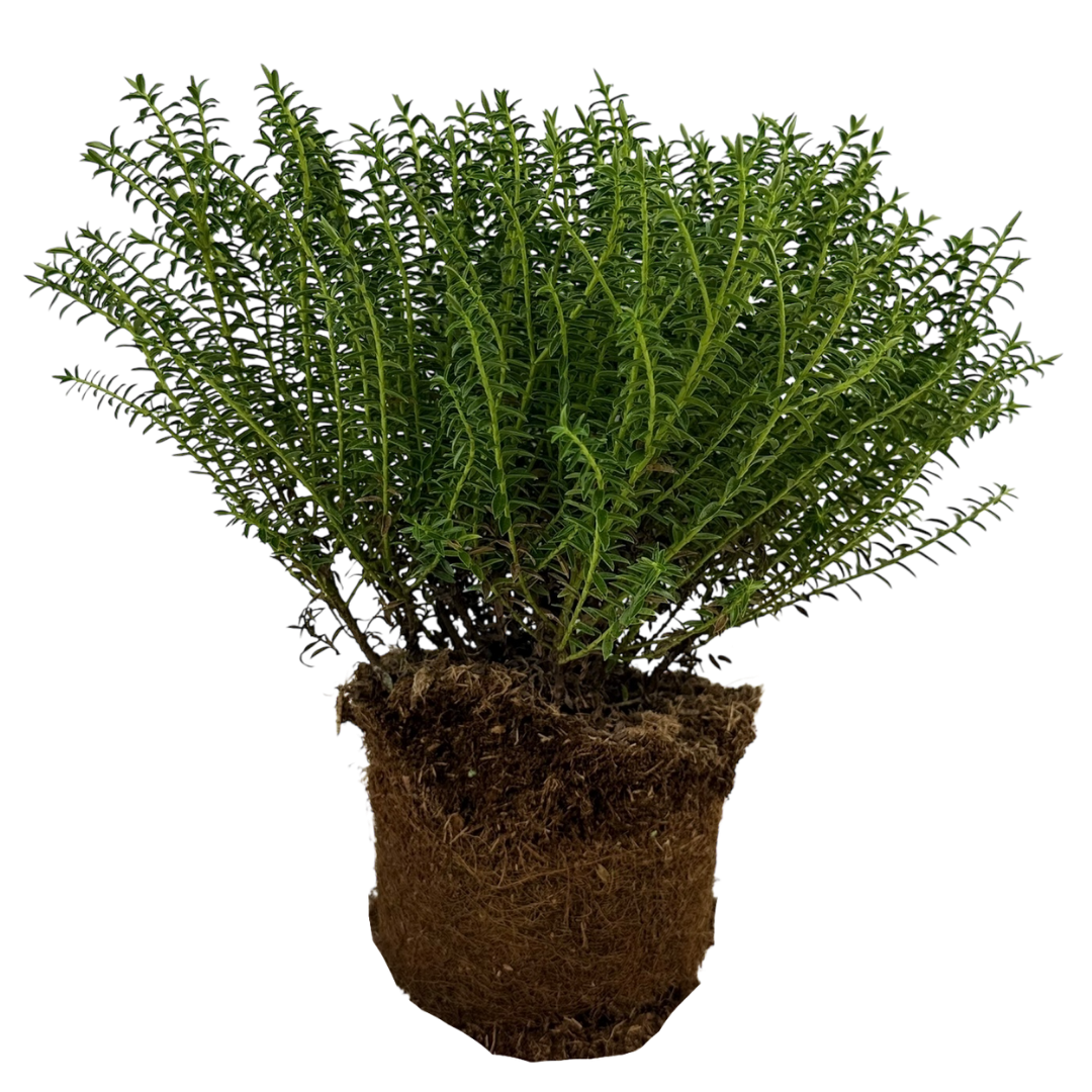 Hebe ‘New Zealand’ — Hardy Shrub, 2L Pot