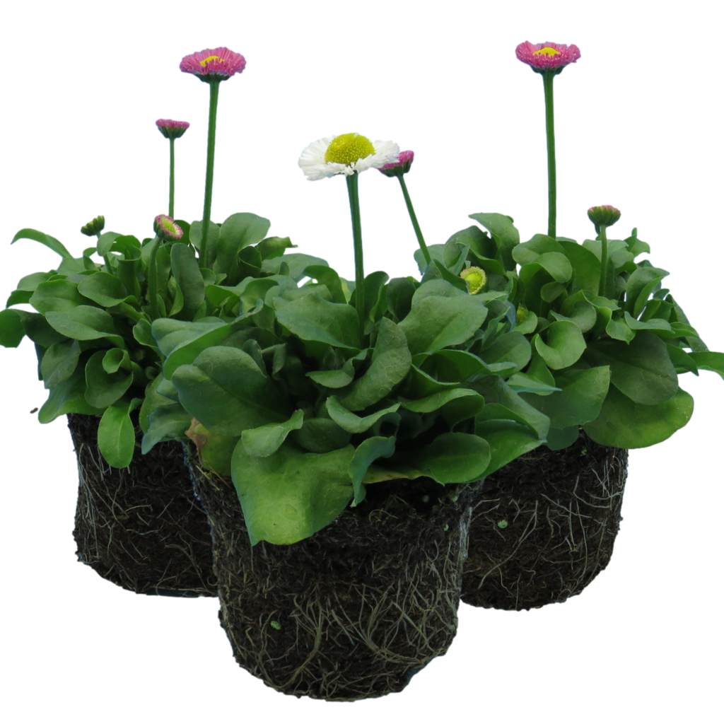 Bellis ‘Assorted’ — Hardy Perennial, Bee-Friendly, 10.5cm Pot