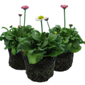 Bellis ‘Assorted’ — Hardy Perennial, Bee-Friendly, 10.5cm Pot