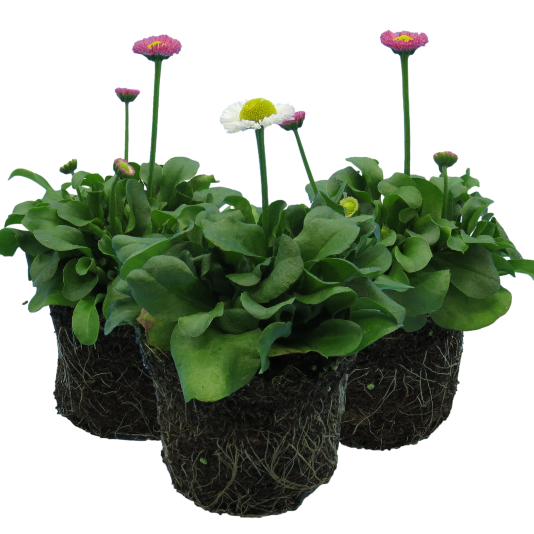 Bellis ‘Assorted’ — Hardy Perennial, Bee-Friendly, 10.5cm Pot
