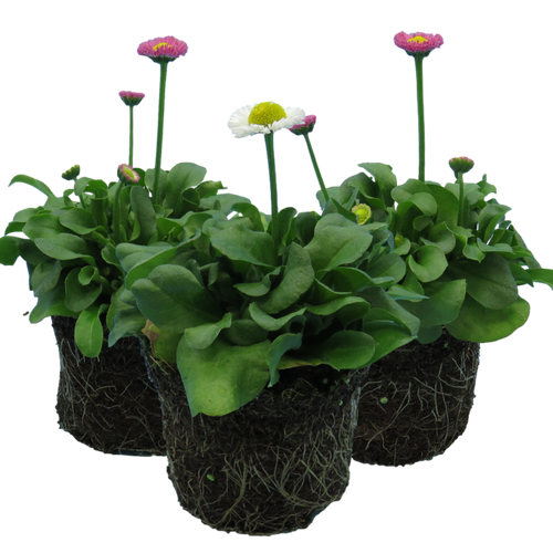 Bellis ‘Assorted’ — Hardy Perennial, Bee-Friendly, 10.5cm Pot