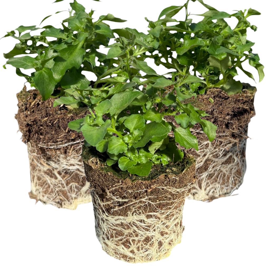 Lobelia 'Hot Water Blue Improved' — Half-Hardy Annual, 10.5cm Pot (Set of 3 or 6)