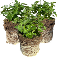 Lobelia 'Hot Water Blue Improved' — Half-Hardy Annual, 10.5cm Pot (Set of 3 or 6)