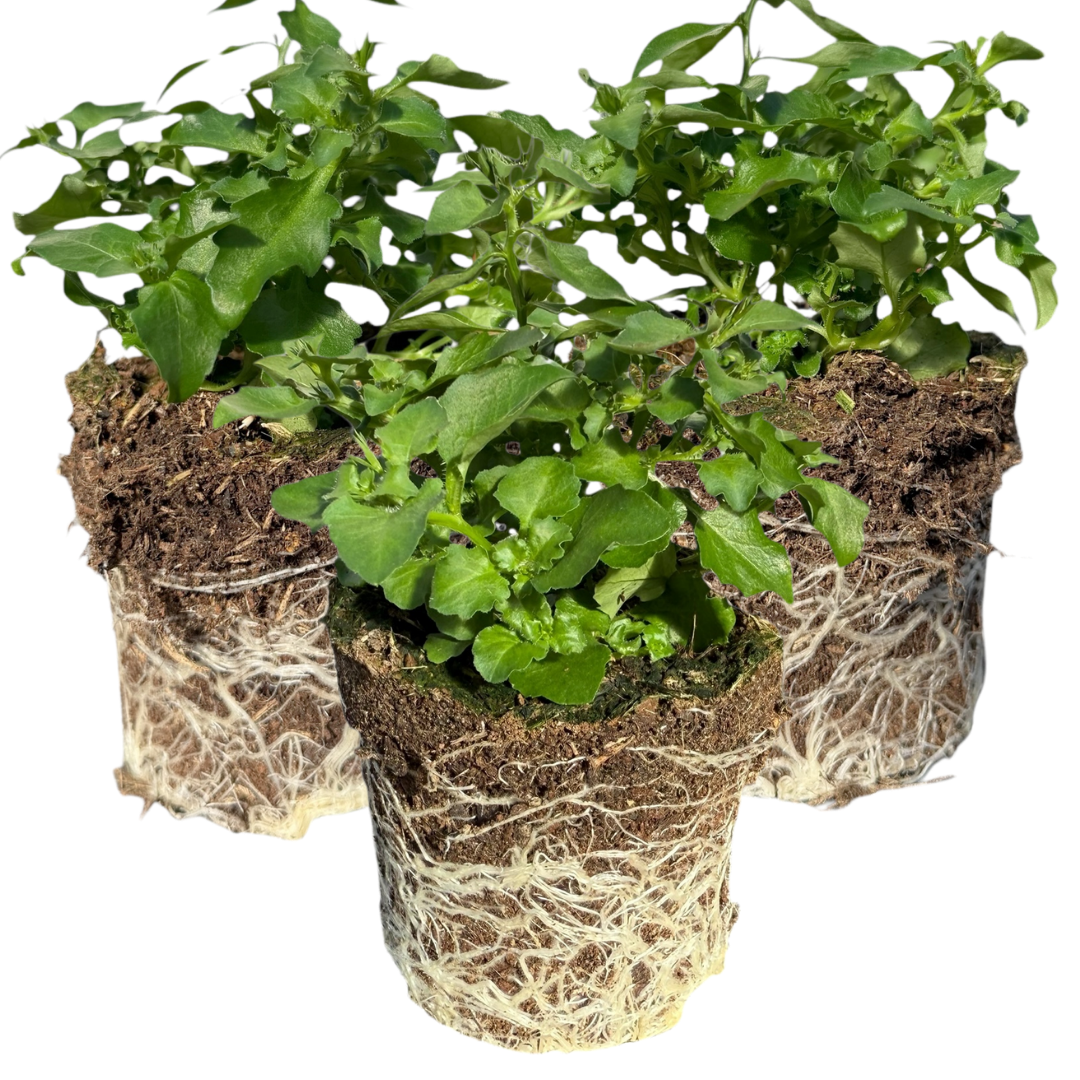 Lobelia 'Hot Water Blue Improved' — Half-Hardy Annual, 10.5cm Pot (Set of 3 or 6)