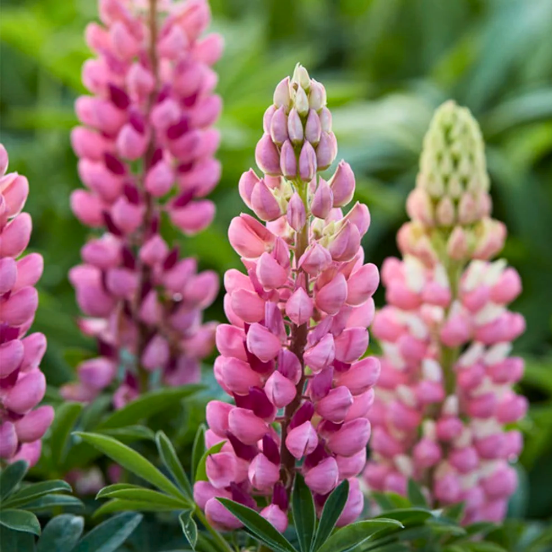 Lupinus ‘Legendary Rose Shades’ — Hardy Herbaceous Perennial, Bee-Friendly, 2L Pot