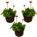 Bellis ‘Red’ — Hardy Perennial, Bee-Friendly, 10.5cm Pot