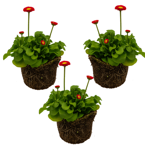 Bellis ‘Red’ — Hardy Perennial, Bee-Friendly, 10.5cm Pot