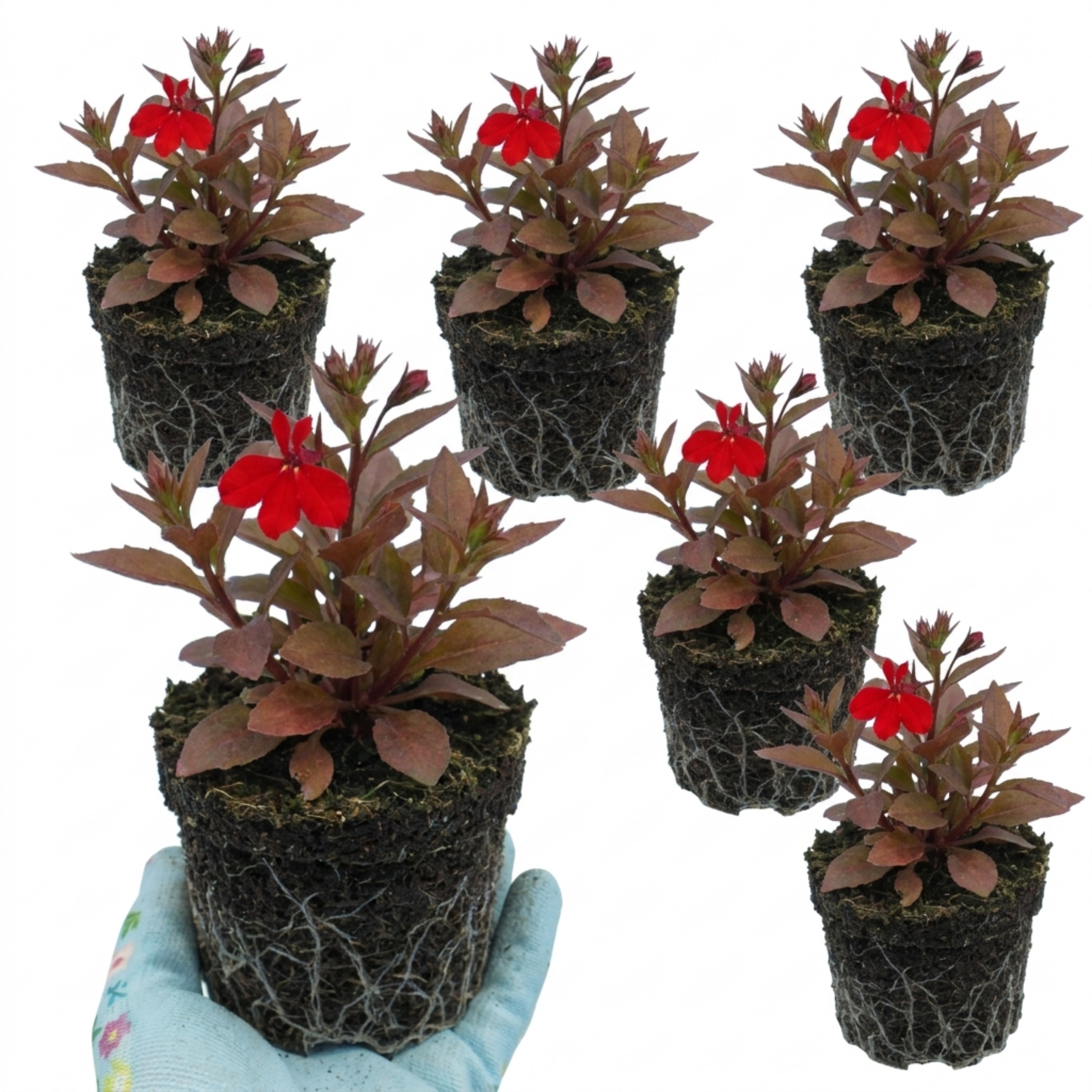 Lobelia ‘Starship Bronze Leaf’ — Hardy Perennial, Bee-Friendly, 1L Pot (Set of 3 or 6)