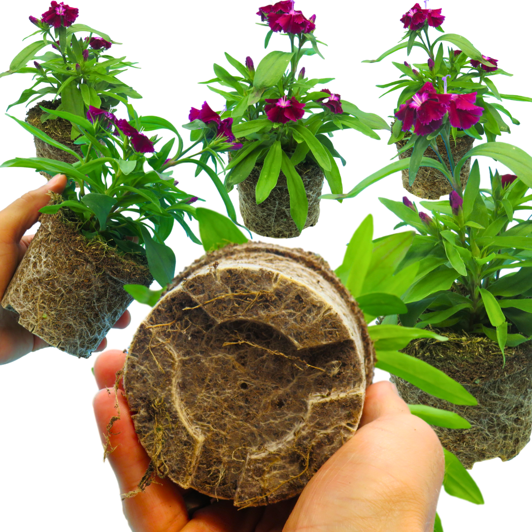 Dianthus ‘Festival Violet’ — Hardy Short-Lived Perennial (often grown as biennial), Bee-Friendly, 10.5cm Pot (Set of 3 or 6)