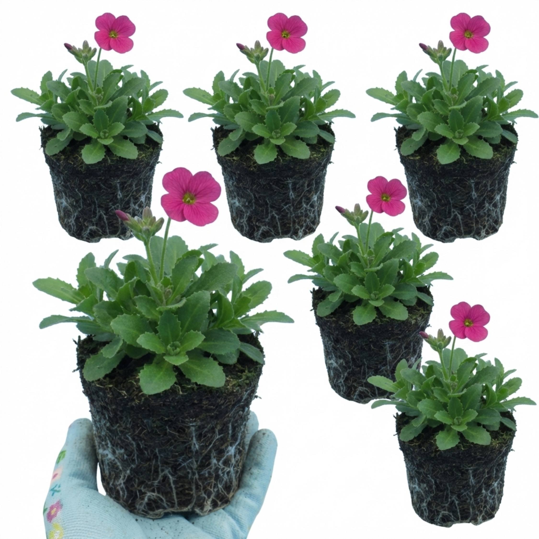 Arabis ‘Barranca Deep Rose’ — Evergreen Alpine Perennial, 1L Pot (Set of 3 or 6)