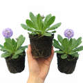Primula ‘Denticulata Lilac Drumstick Primrose’ — Hardy Perennial, Bee-Friendly, 1L Pot (Set of 3 or 6)