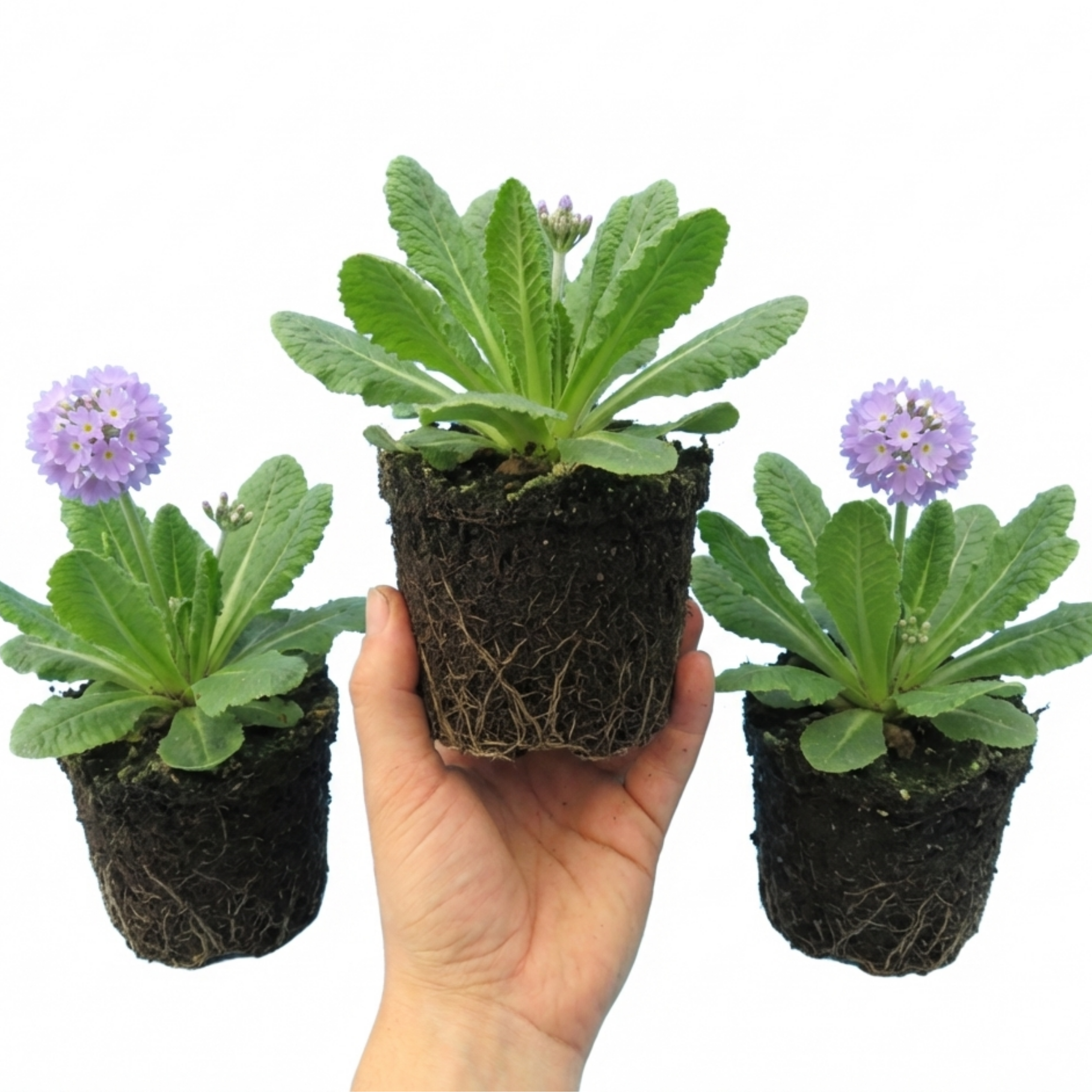 Primula ‘Denticulata Lilac Drumstick Primrose’ — Hardy Perennial, Bee-Friendly, 1L Pot (Set of 3 or 6)