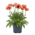 Papaver ‘Paradiso’ — Hardy Perennial, Bee-Friendly, 3L Pot