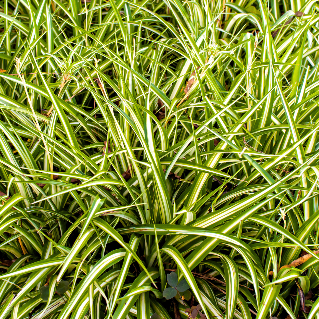 Carex ‘Everglow’ — Hardy Perennial, Bee-Friendly, 2L Pot