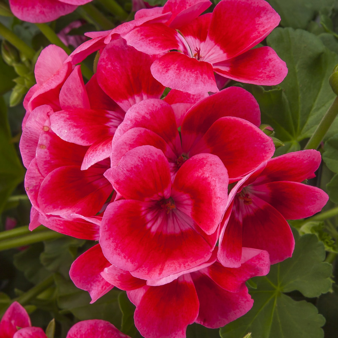 Pelargonium ‘Pink Splash’ — Tender Perennial (grown as bedding), Bee-Friendly, 1L Pot (Set of 3 or 6)