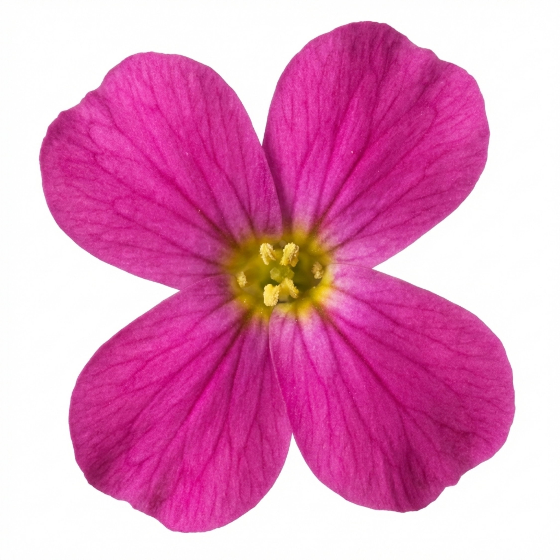 Arabis ‘Aubrieta Deep Rose’ — Hardy Evergreen Alpine Perennial, Bee-Friendly, 2L Pot