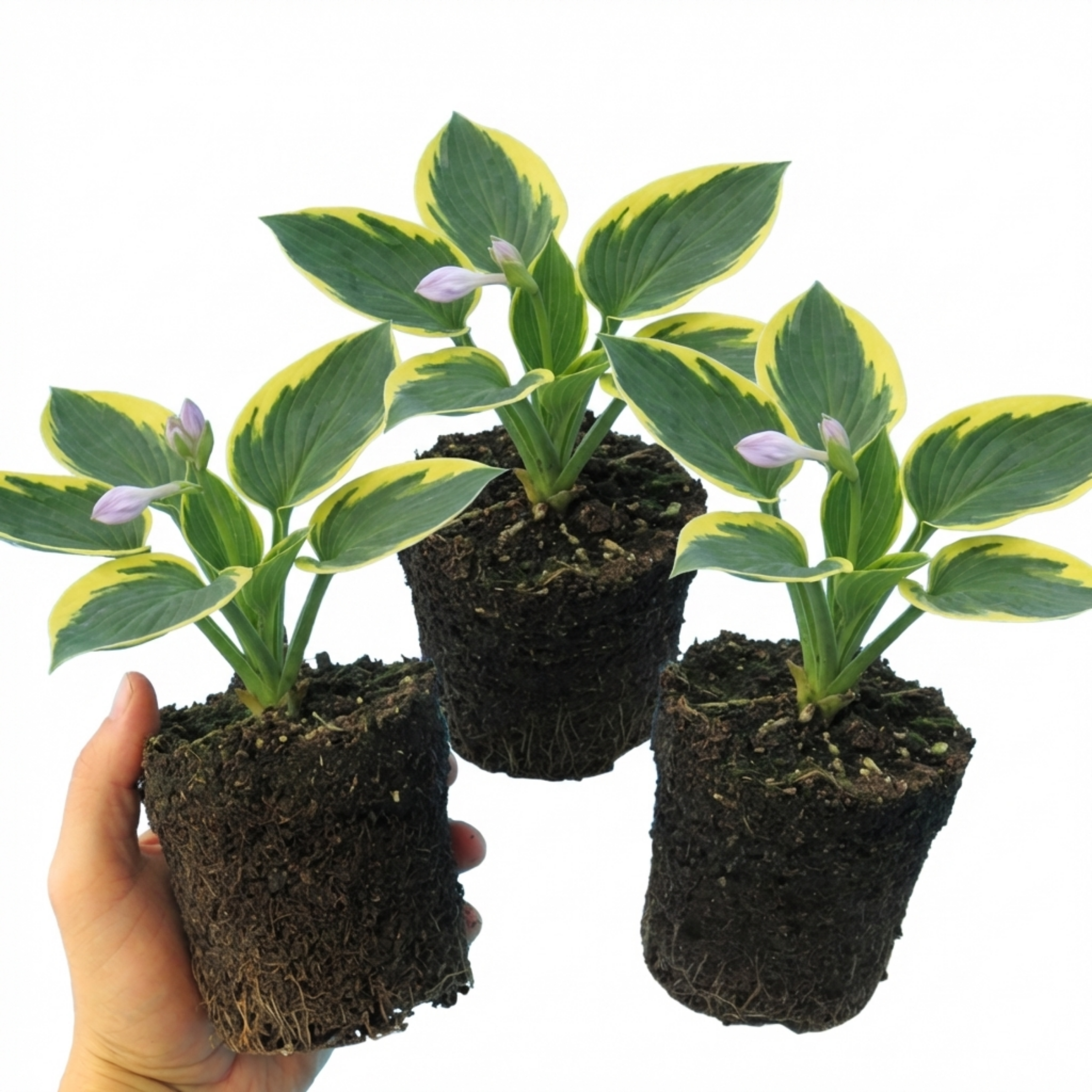 Hosta 'Atlantis' — Plantain Lily, Hardy Perennial, 1L Pot (Set of 3 or 6)