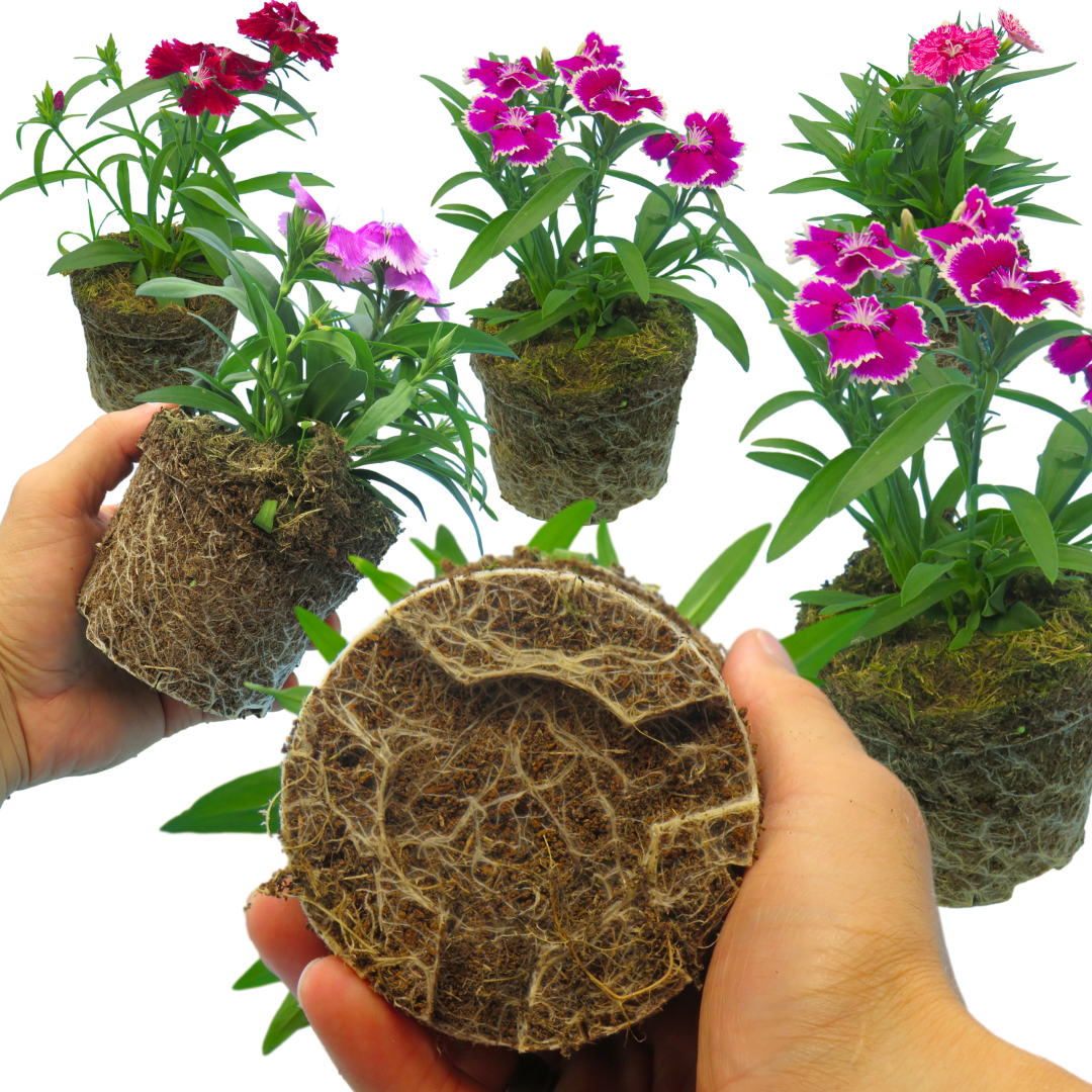 Dianthus ‘Festival’ — Hardy Short-Lived Perennial (often grown as biennial), Bee-Friendly, 10.5cm Pot