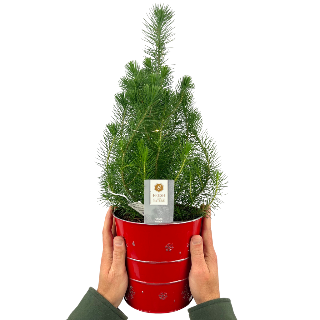 Mini Christmas Tree in Red Metal Planter with Lights — Festive Live Conifer, 2L Pot