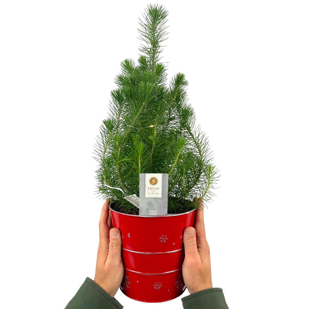 Mini Christmas Tree in Red Metal Planter with Lights — Festive Live Conifer, 2L Pot