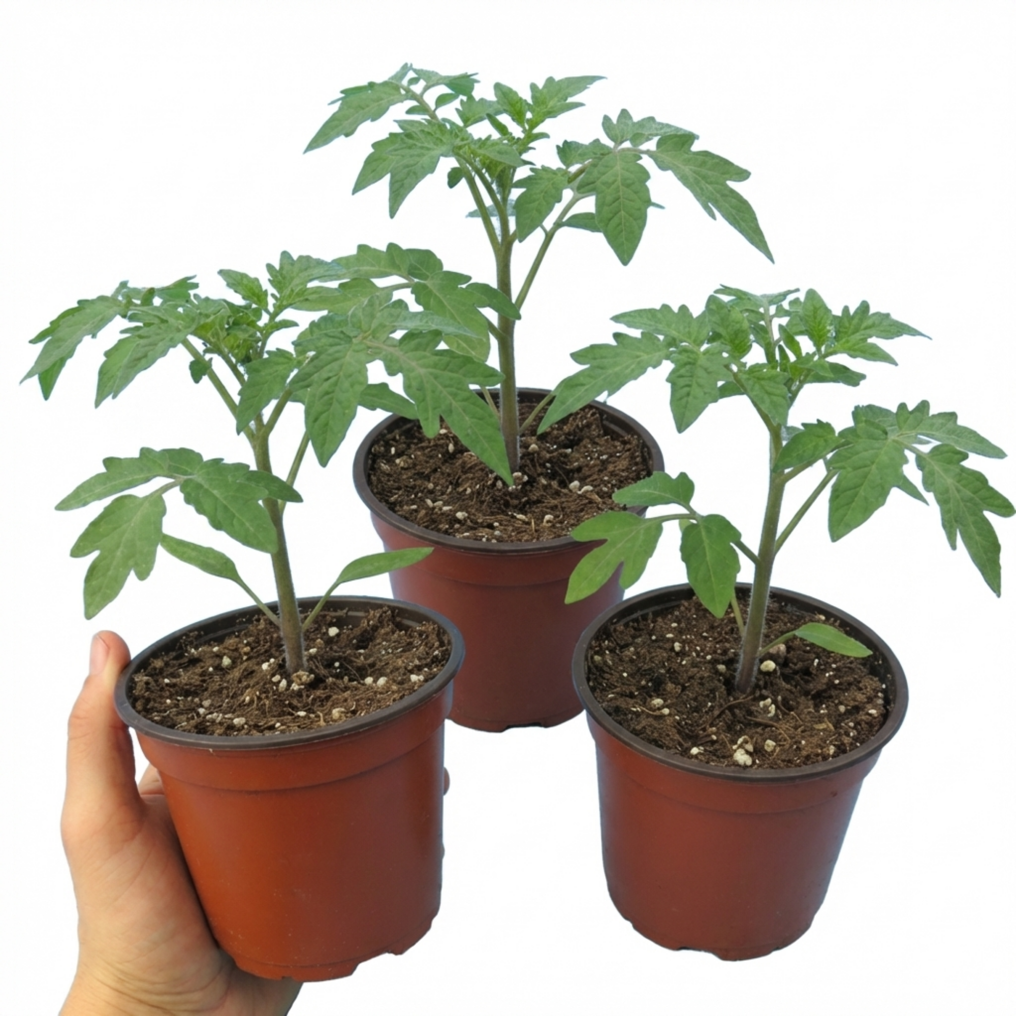 Tomato ‘Sweet Million’ — Fruit Plant / Tender Annual, 10.5cm Pot (Set of 3 or 6)