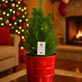 Mini Christmas Tree in Red Metal Planter with Lights — Festive Live Conifer, 2L Pot