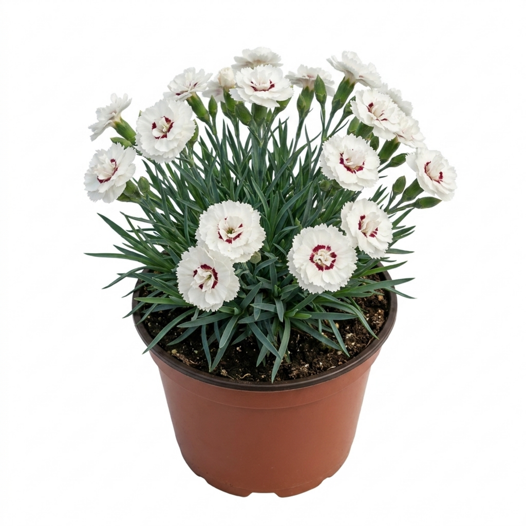 Dianthus ‘Coconut Sundae’ — Hardy Evergreen Perennial, Bee-Friendly, 2L Pot