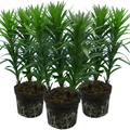 Lilium ‘Orange’ — Hardy Bulb, Bee-Friendly, 13cm Pot (Set of 3 or 6)