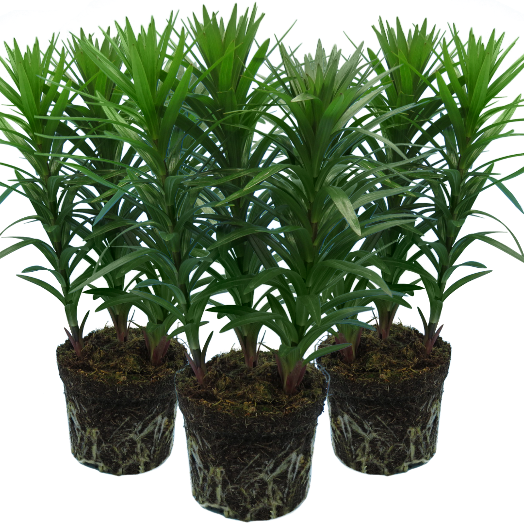 Lilium ‘Orange’ — Hardy Bulb, Bee-Friendly, 13cm Pot (Set of 3 or 6)