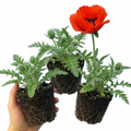 Papaver ‘Brilliant’ — Hardy Perennial, Bee-Friendly, 1L Pot (Set of 3 or 6)