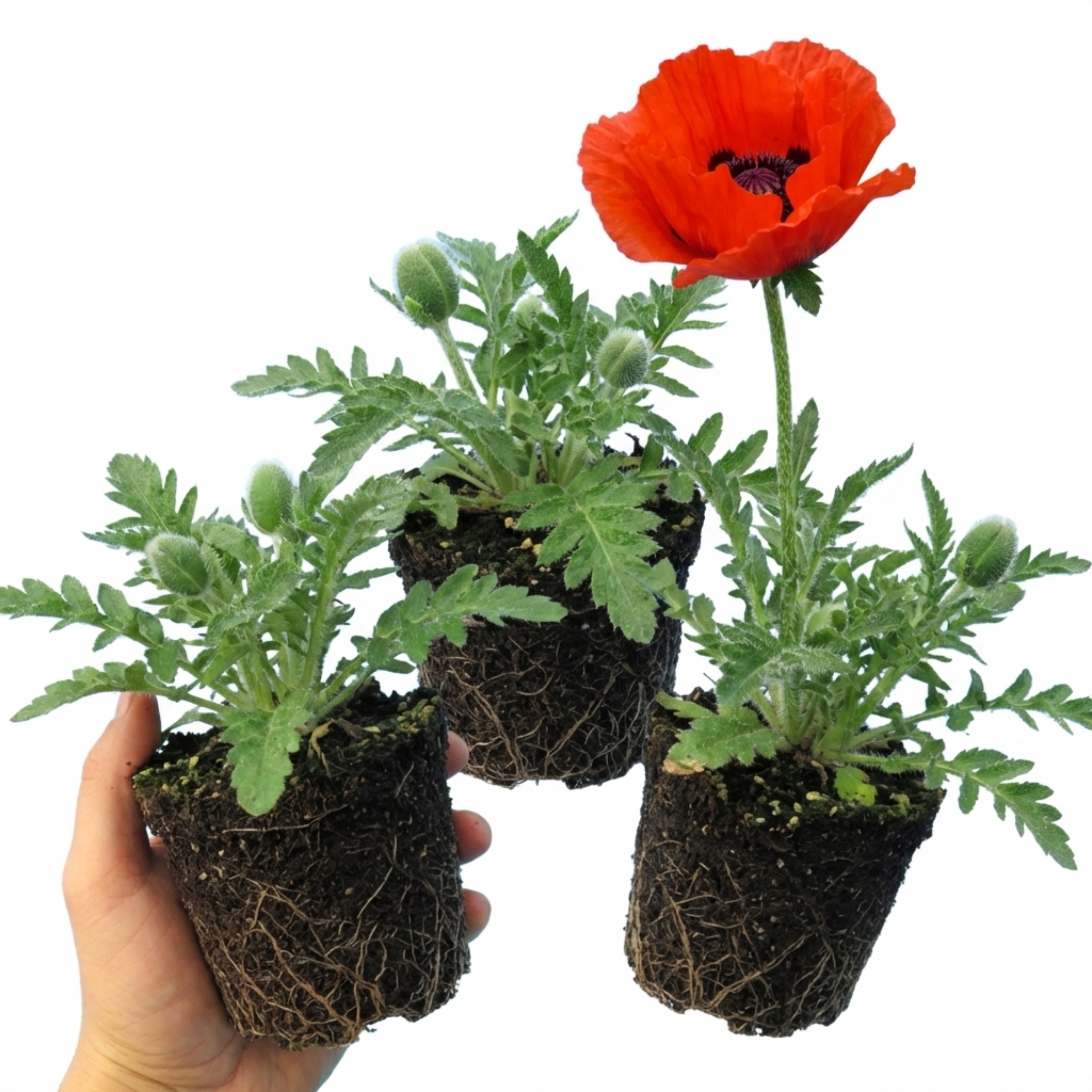 Papaver ‘Brilliant’ — Hardy Perennial, Bee-Friendly, 1L Pot (Set of 3 or 6)