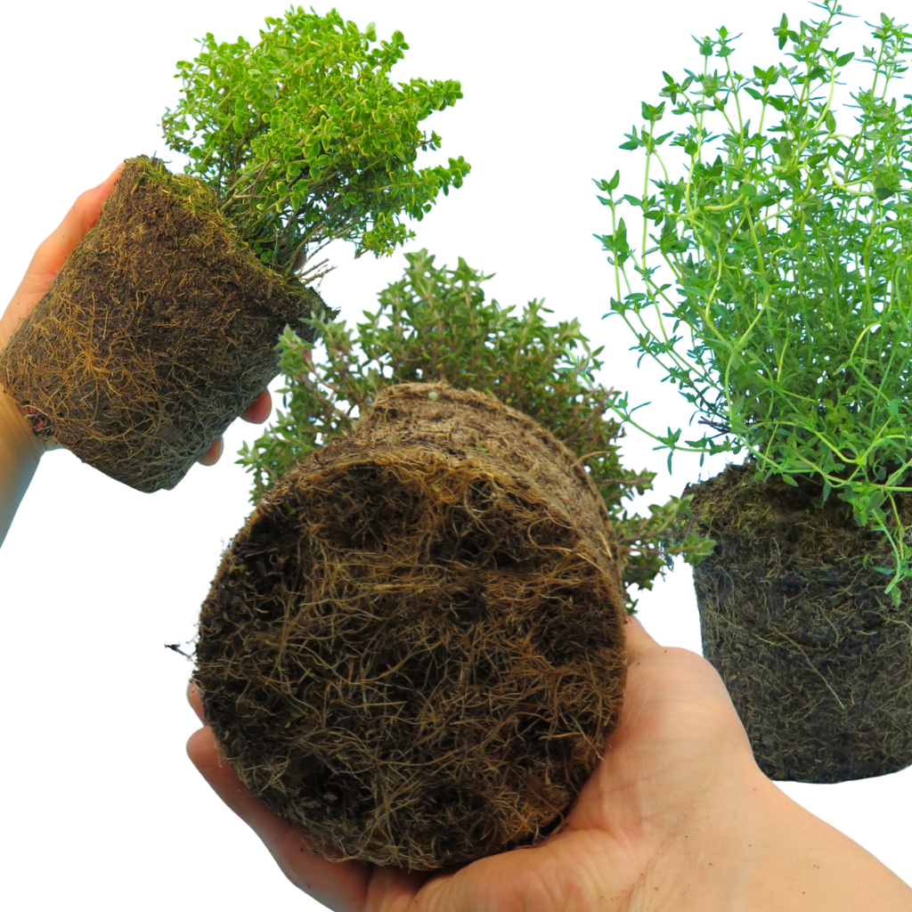Thyme ‘Growers Choice Mix’ — Edible Plant, 1L Pot
