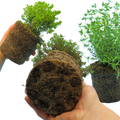 Thyme ‘Growers Choice Mix’ — Edible Plant, 1L Pot
