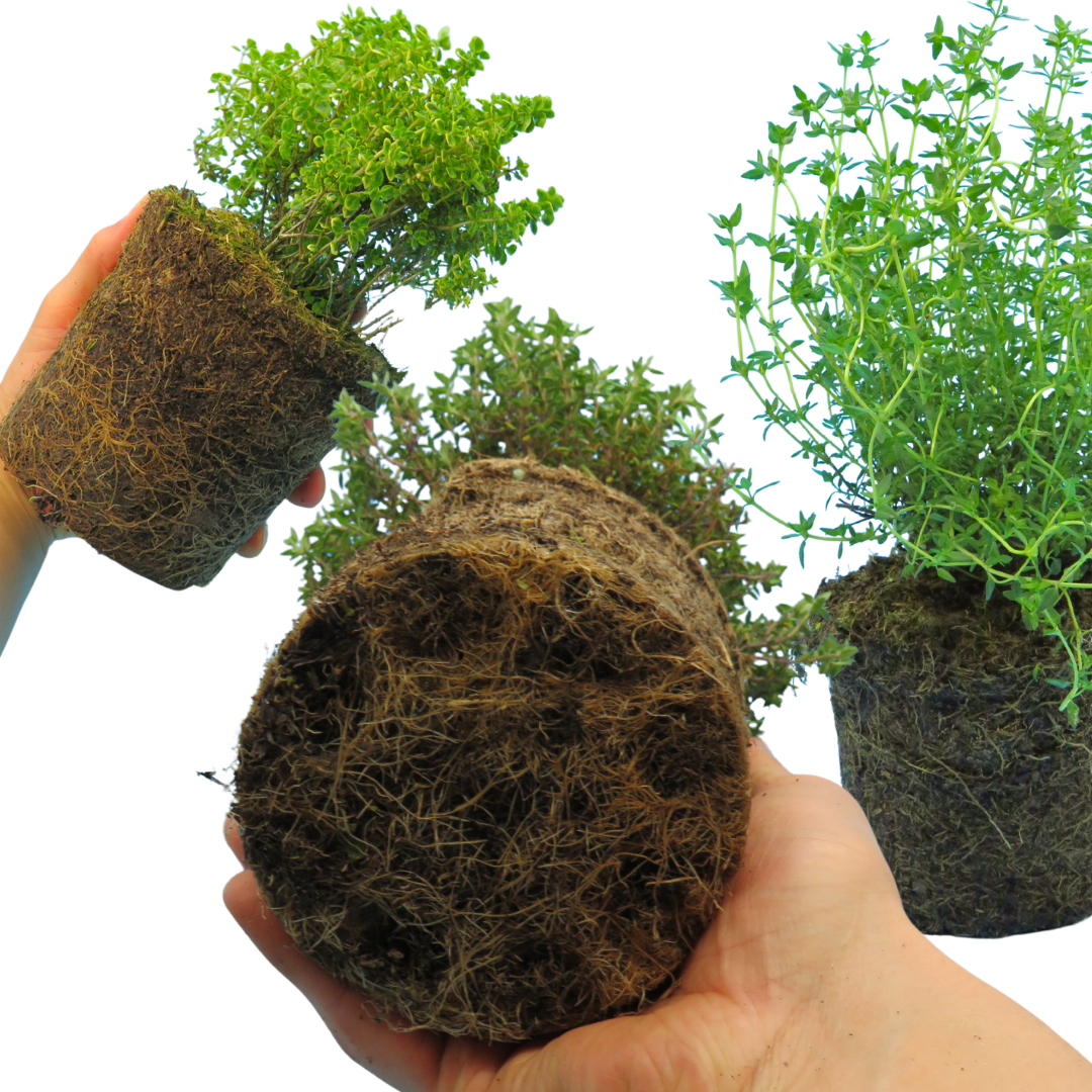 Thyme ‘Growers Choice Mix’ — Edible Plant, 1L Pot