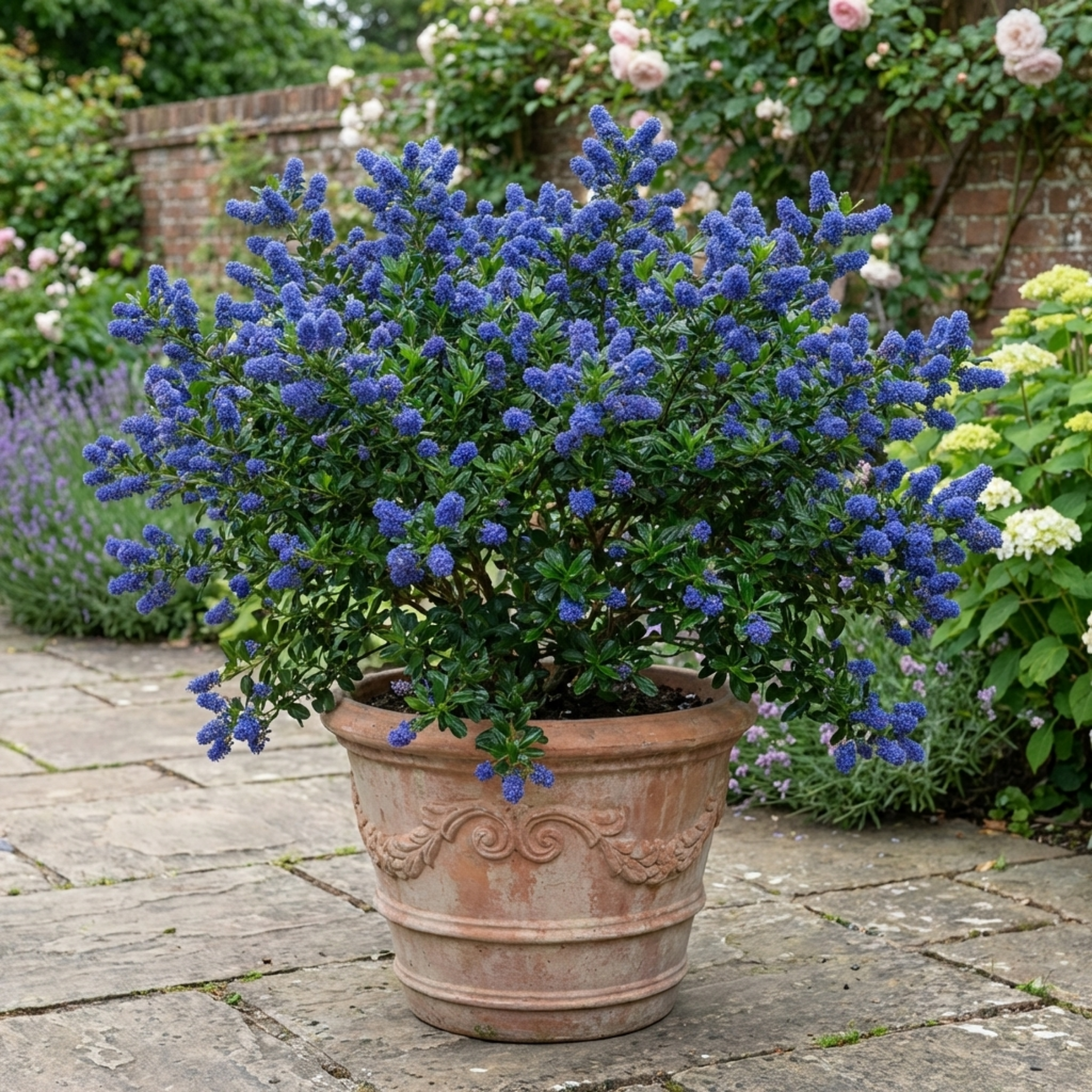 Ceanothus ‘Skylark’ — Evergreen Shrub, Bee-Friendly, 3L Pot