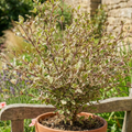 Lophomyrtus ‘Magic Dragon’ — Hardy Perennial, 3L Pot