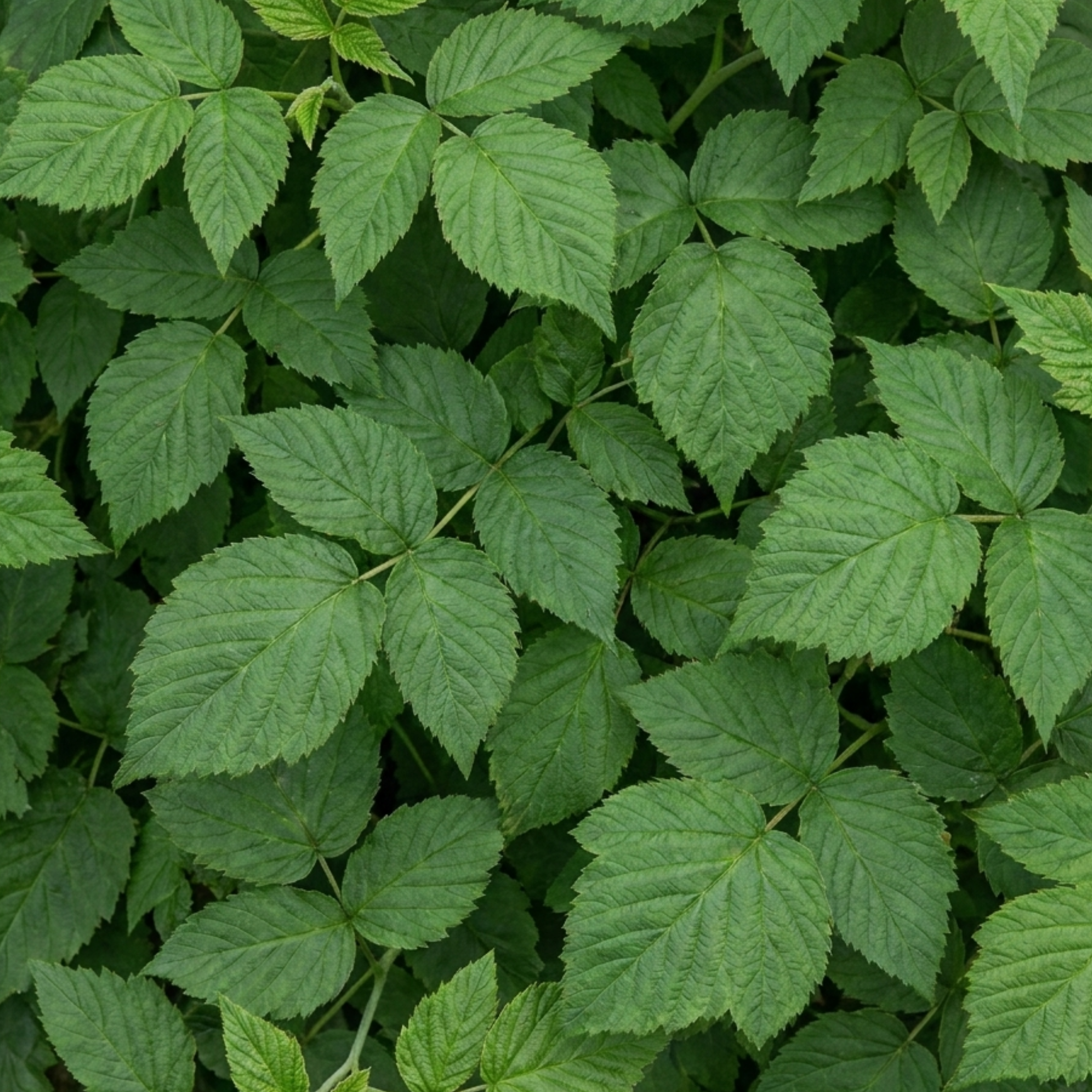 Raspberry ‘Glem Ample’ — Hardy Deciduous Perennial Fruiting Cane, Bee-Friendly, 17cm Pot