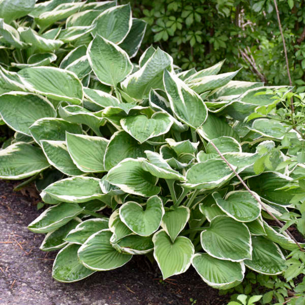 Hosta ‘Francee’ — Hardy Herbaceous Perennial, Bee-Friendly, 1L Pot (Set of 3 or 6)