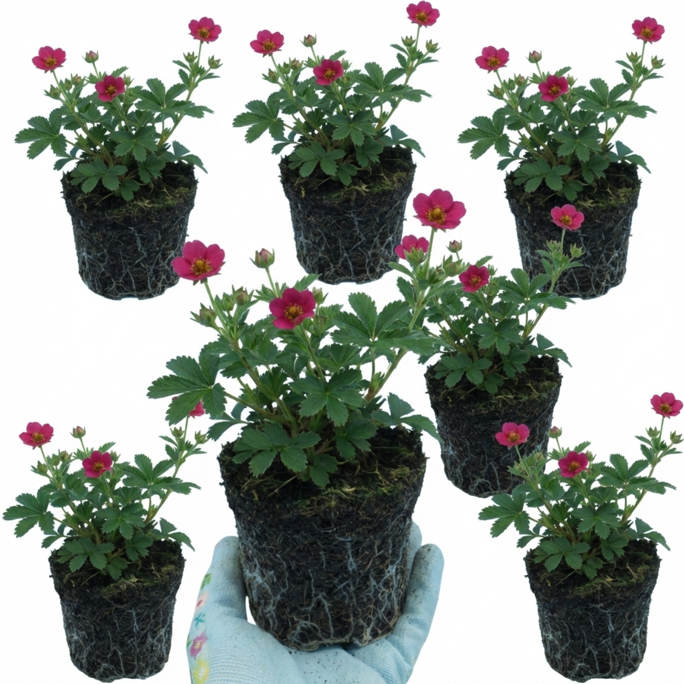 Potentilla ‘Miss Wilmott’ — Hardy Perennial, Bee-Friendly, 1L Pot (Set of 3 or 6)
