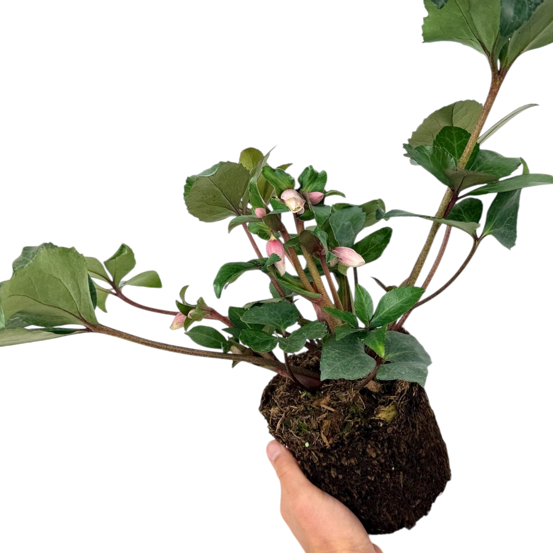 Hellebore ‘Angel Glow’ — Hardy Perennial, Bee-Friendly, 2L Pot