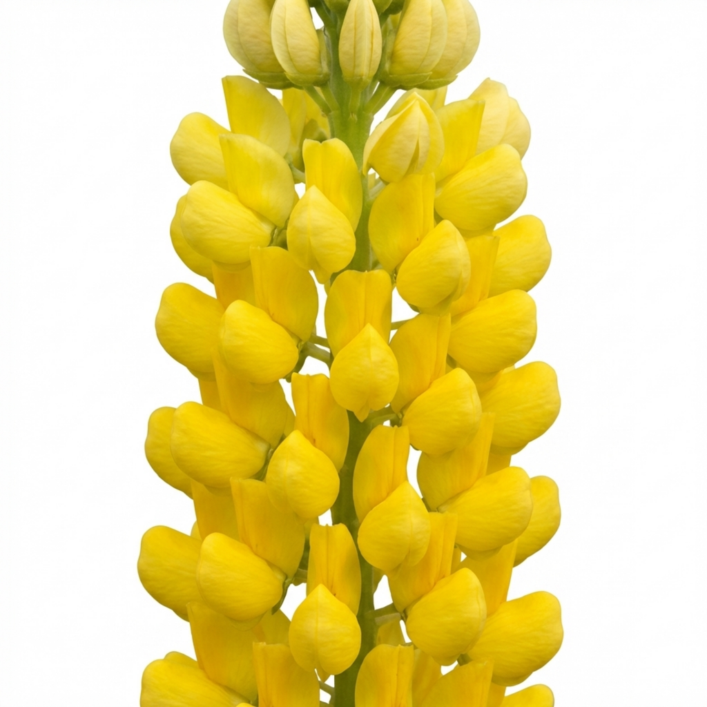 Lupinus ‘Legendary Yellow Shades’ — Hardy Herbaceous Perennial, Bee-Friendly, 1L Pot (Set of 3 or 6)