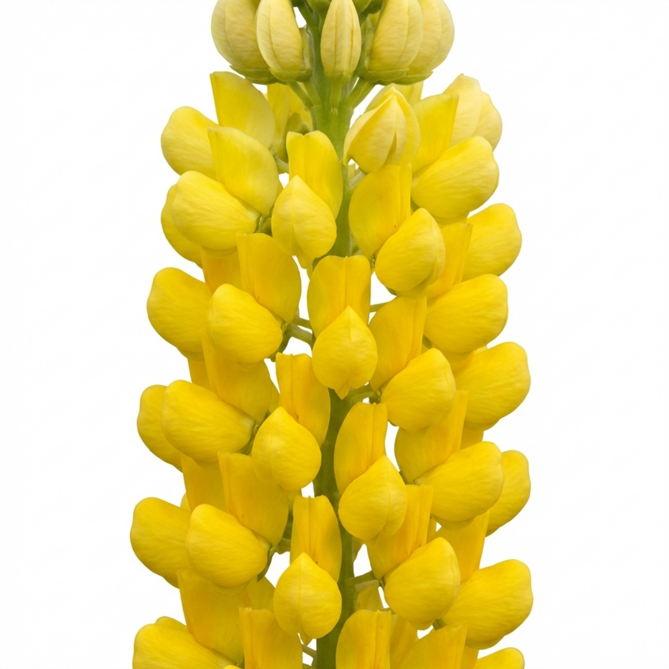 Lupinus ‘Legendary Yellow Shades’ — Hardy Herbaceous Perennial, Bee-Friendly, 1L Pot (Set of 3 or 6)