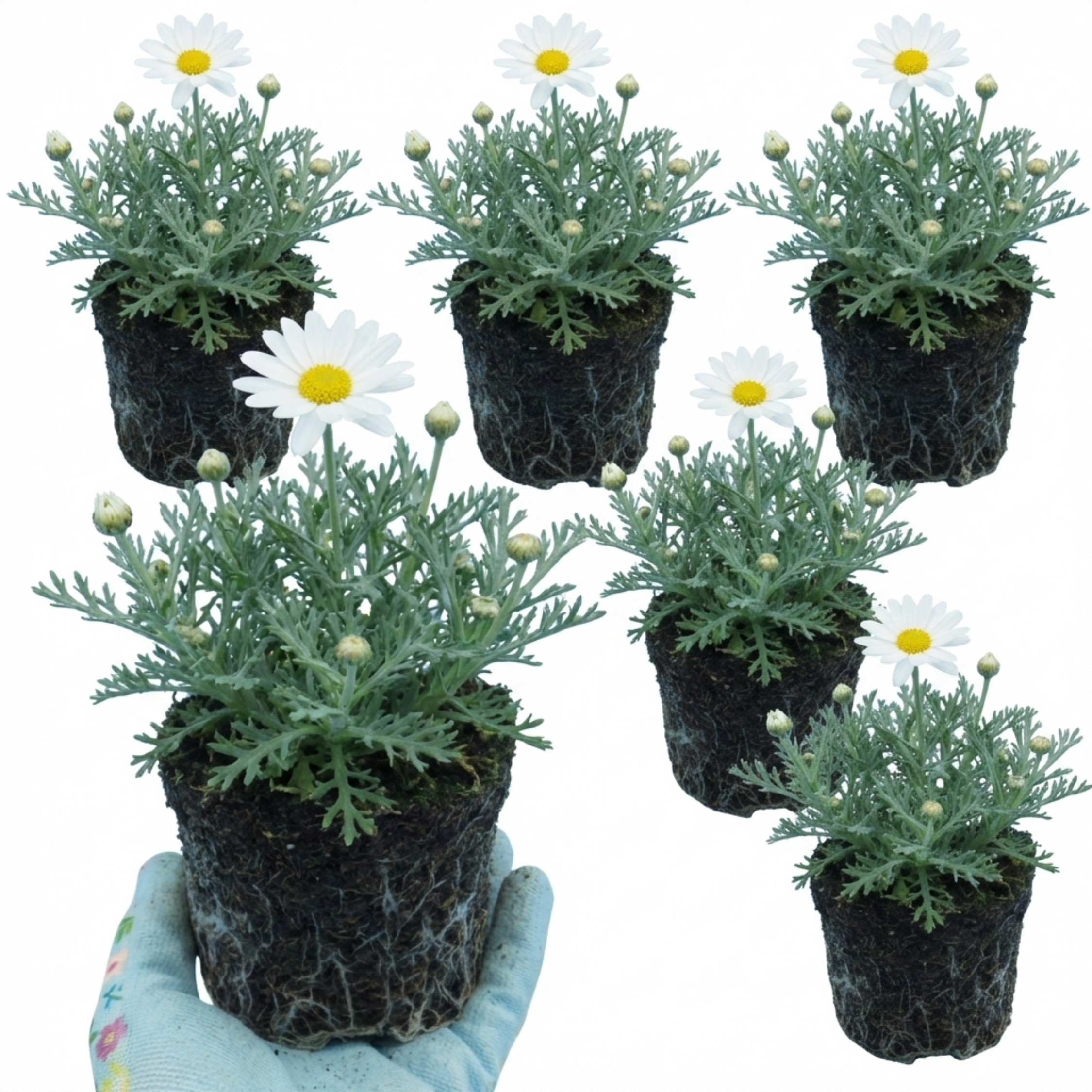 Rhodanthemum ‘Casablanca’ — Hardy Evergreen Perennial, Bee-Friendly, 1L Pot (Set of 3 or 6)
