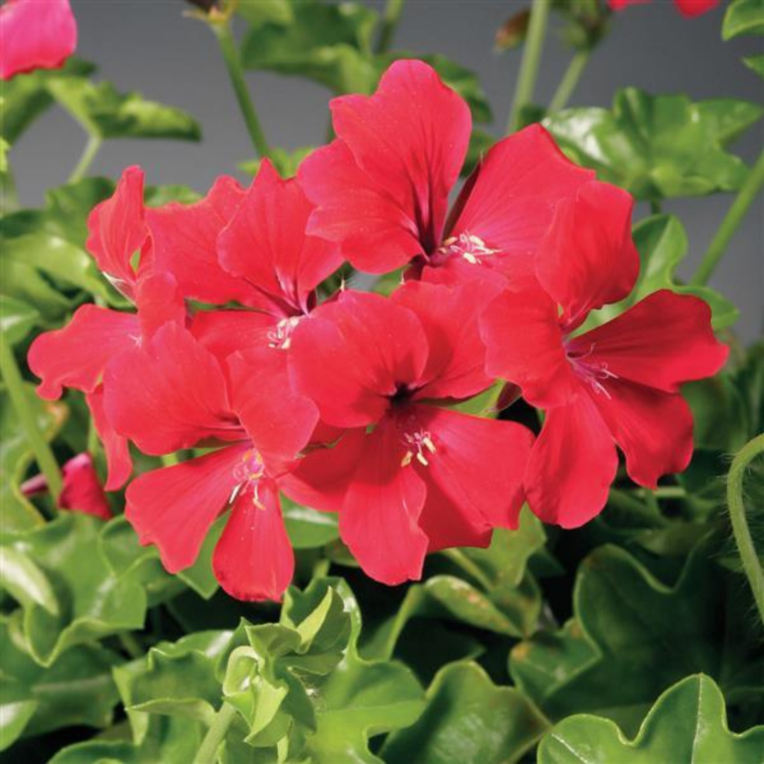 Geranium ‘Tornado Red’ — Hardy Perennial, 10.5cm Pot