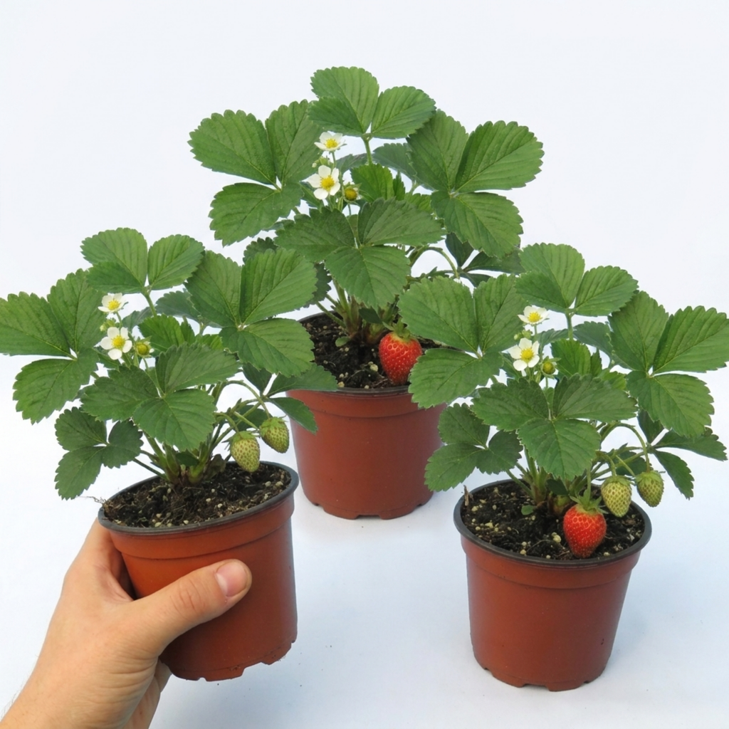 Strawberry ‘Delizz’ — Perennial Fruit Plant, 1L Pot (Set of 3 or 6)
