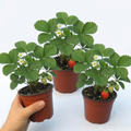 Strawberry ‘Delizz’ — Perennial Fruit Plant, 1L Pot (Set of 3 or 6)