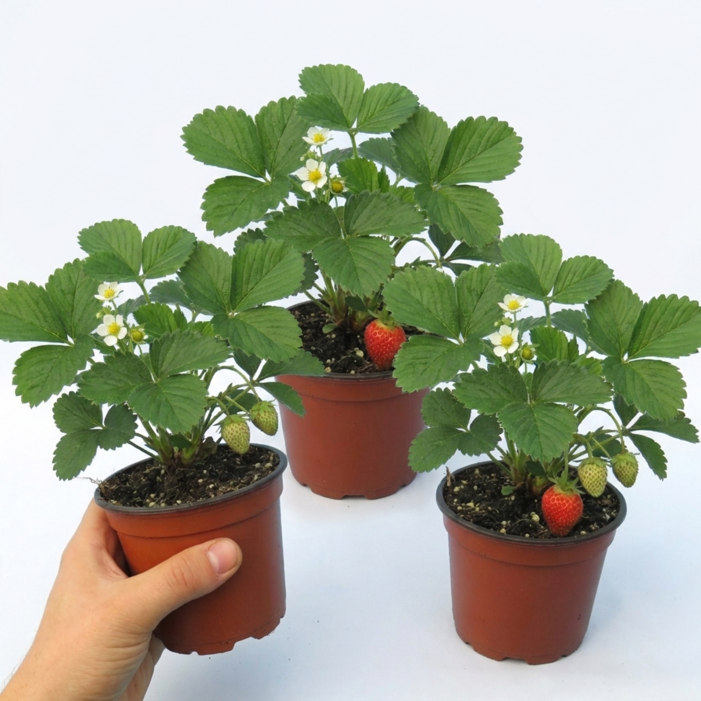 Strawberry ‘Delizz’ — Perennial Fruit Plant, 1L Pot (Set of 3 or 6)
