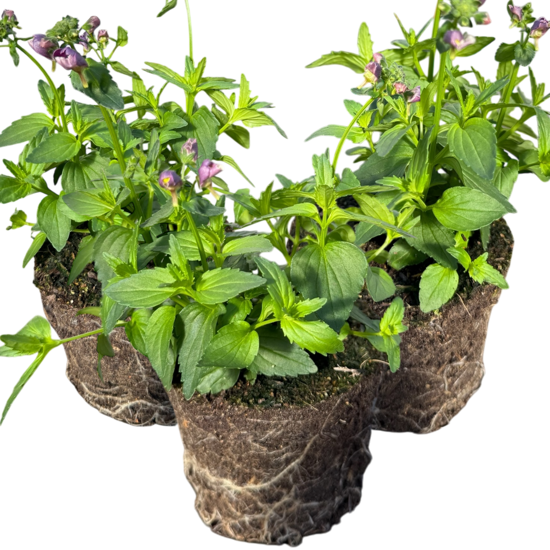 Nemesia ‘Nuvo Purple Bicolour’ — Annual / Short-lived Perennial, Bee-Friendly, 10.5cm Pot (Set of 3 or 6)
