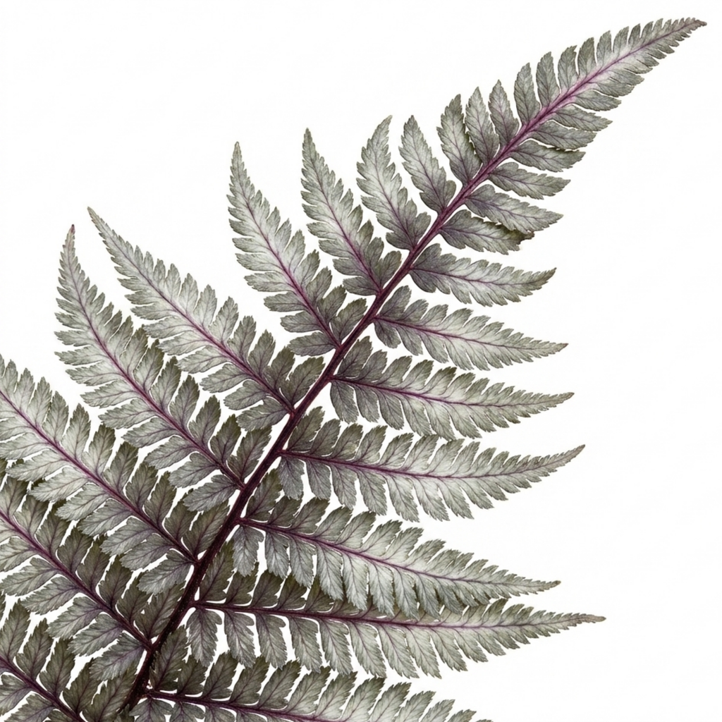 Japanese ‘Painted’ — Hardy Deciduous Perennial Fern, 1L Pot (Set of 3 or 6)